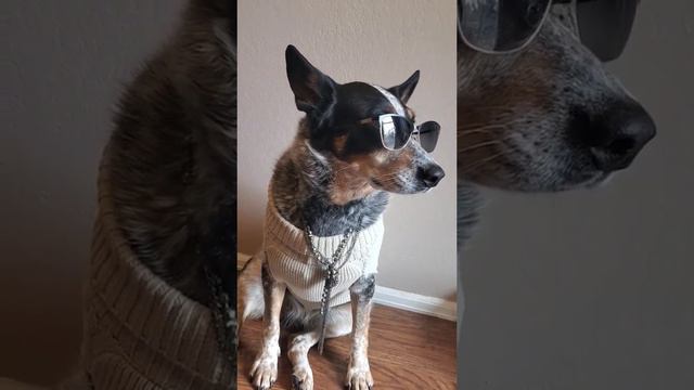 She Has A Whole Wardrobe 💅🏽 #dog #cattledog #blueheeler #cutedogs #funny