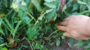 томат Бой с тенью. Серия Гном томатный