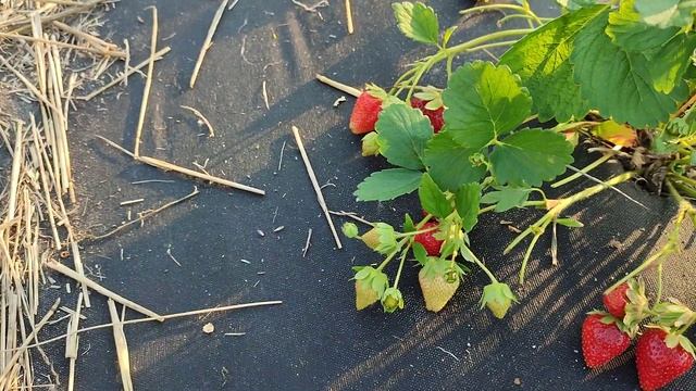 Клубника Аврора Карима - сорт нейтрального светового дня. Сибирь #АврораКарима смотреть онлайн