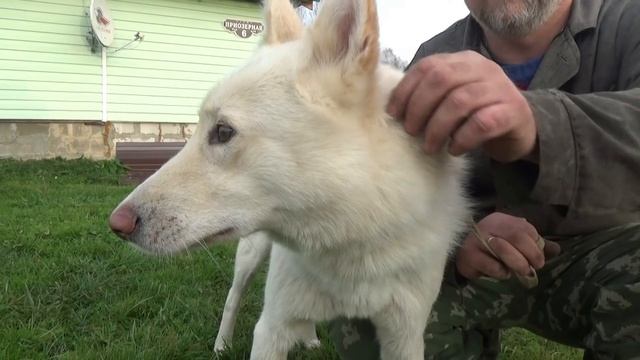 Дару 2 года!Обзор корма Karmy. смотреть онлайн