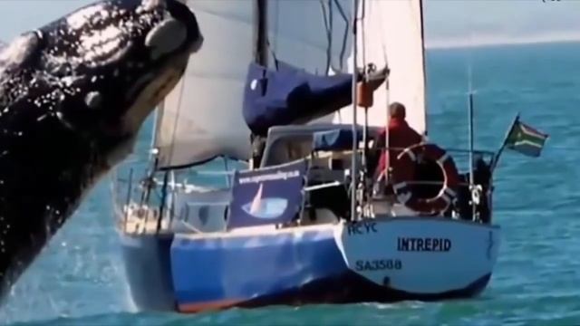 12 тонный Кит чуть не потопил яхту смотреть онлайн