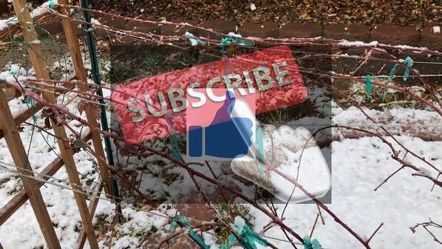 Snow day! - Backyard Boysenberry - February 25, 2023 смотреть онлайн