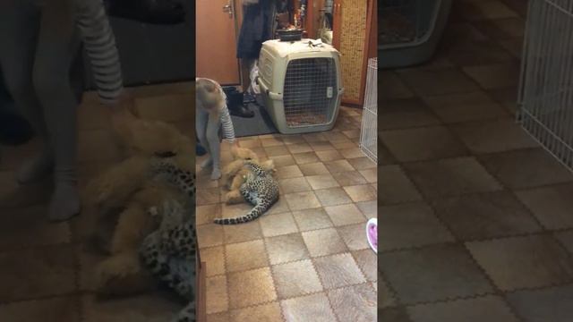 Изабелла, Анфиса и леопард Милаша смотреть онлайн