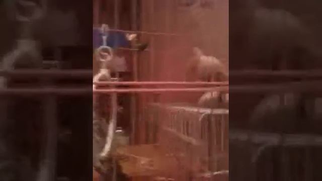 Попугаи кореллы самка и самец смотреть онлайн