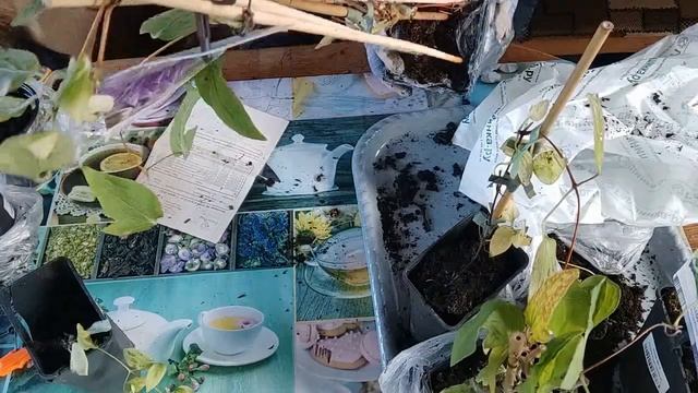 Посылки с саженцами из "Гаршинки". Распаковка. смотреть онлайн