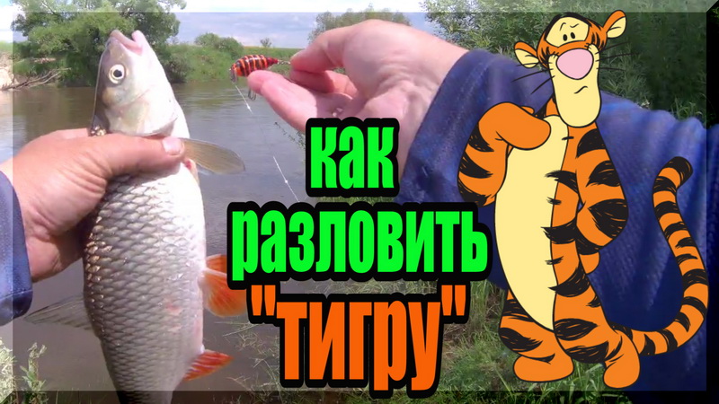 Первый голавль на _ТИГРУ_. Я все таки его разловил. Голавль на спиннинг. смотреть онлайн