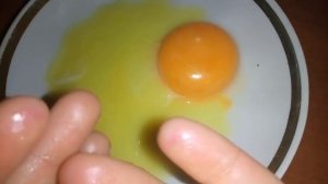 Как узнать оплодотворено яйцо или нет? До инкубации!