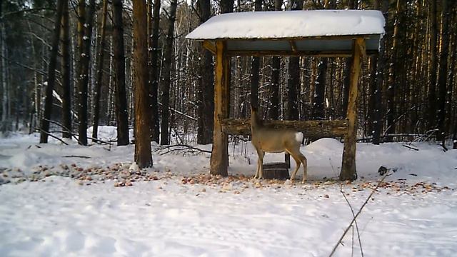 Сибирская косуля на кормушке смотреть онлайн