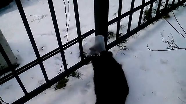 Кот с елизаветинским воротником смотреть онлайн