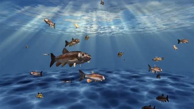 Рыбы плавают под водой смотреть онлайн