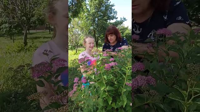 Загадки цветочного мира номер 35 "Спирея японская" смотреть онлайн