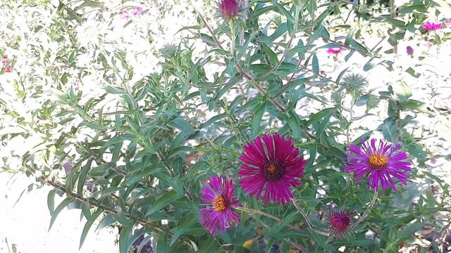 New England aster - grow & care (Michaelmas-daisy) смотреть онлайн