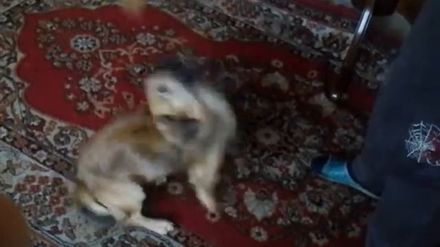 Собака просит игрушку смотреть онлайн