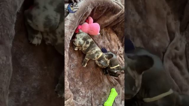 The French Bulldog- Chocolate & Merle French Bulldogs смотреть онлайн