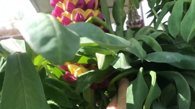“close-up look” ? MANHATTAN LIGHTS (lupinus polyphyllus) смотреть онлайн