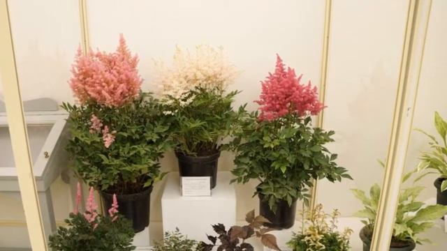 Выставка "Декоративно-лиственные растения" смотреть онлайн