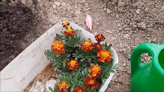 Обзор рассады. Как укоренилась драцена. Что со стеллажом!?:) смотреть онлайн