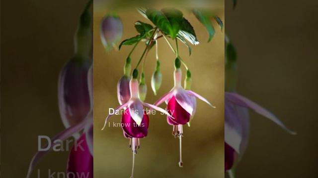 And I love her live by Coby Tom Conrad ( original by The Beatles) with lyrics смотреть онлайн