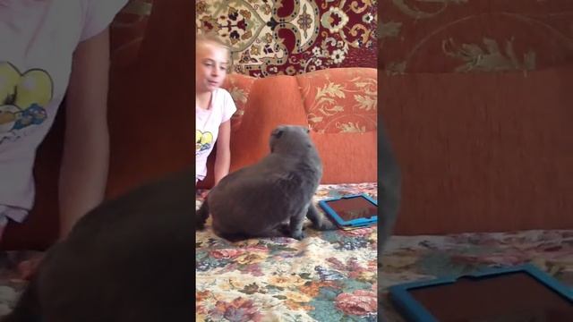 Самая добрая кошка))) смотреть онлайн