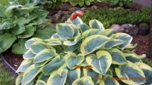 Хоста гибридная Америкэн Хело (american halo) 🌿 обзор: как сажать, саженцы хосты Америкэн Хело