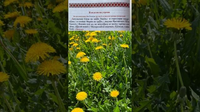 Тропарь воскресный, глас 6 (обиход) «Ангельския силы на гробе Твоем «