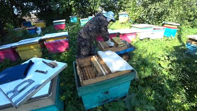 ИДЁТ ГЛАВНЫЙ МЕДОСБОР, ОТБОР рамок с МЁДОМ, как работаю с пчёлами, БЕСЕДА о пчёлах. смотреть онлайн