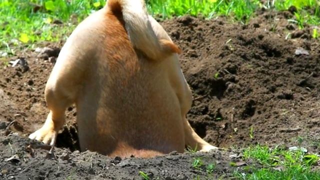 Пёс ловил кротов в огороде и нашёл дорогое кольцо! смотреть онлайн