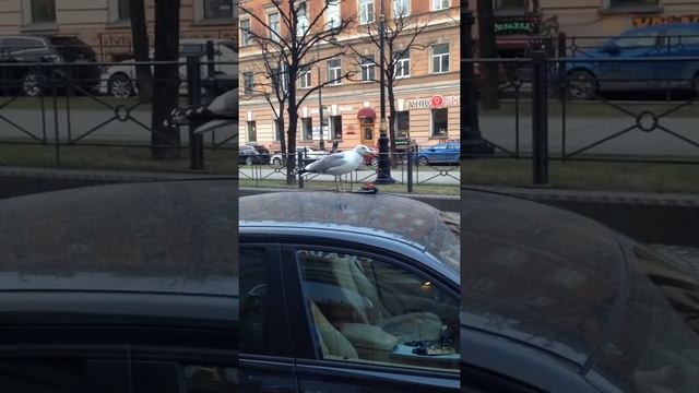 Чайка в центре Питера ест голубя смотреть онлайн