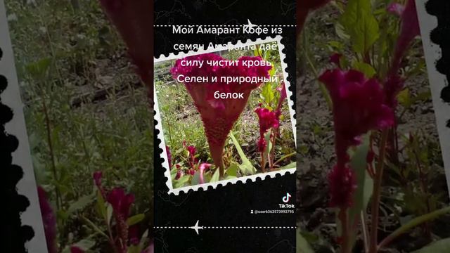 Мой Амарант Кофе из семян Амаранта даёт силу,чистит кровь, селен, природный белок в молодых лист смотреть онлайн