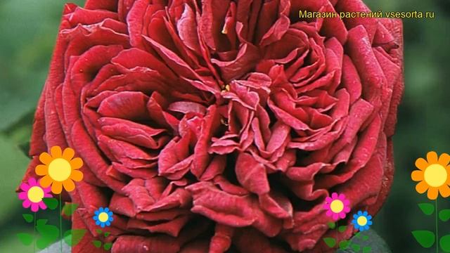 Роза кустовая Принц. Краткий обзор, описание характеристик, где купить саженцы The Prince