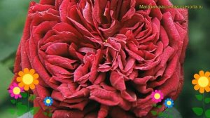 Роза кустовая Принц. Краткий обзор, описание характеристик, где купить саженцы The Prince