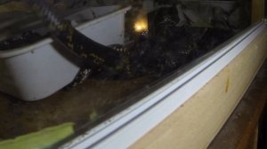 Как спариваются змеи (на примере амурского полоза)