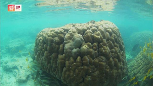 Aldabra Atoll (Seychelles) / TBS смотреть онлайн
