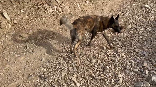 Hike with a Dutch Shepherd смотреть онлайн