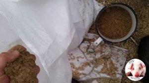 РЕЦЕПТ! Корм для бройлеров своими руками