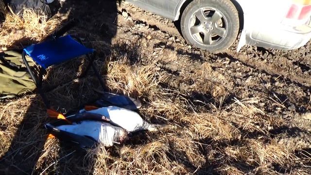 12.04.2020г. охота на гуся. смотреть онлайн