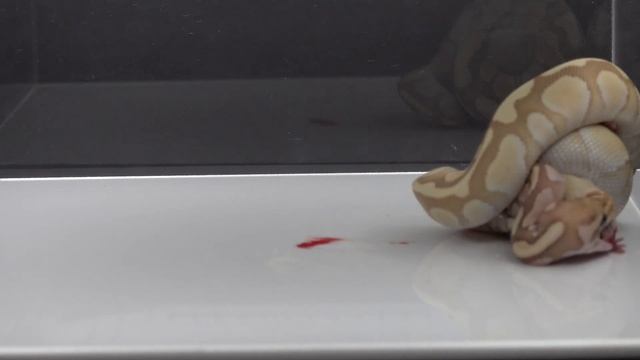 Python Eats Rat - Warning Live Feeding смотреть онлайн