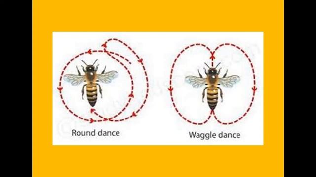 LESSON ON ADAPTATION ( PART 3 ) for CLASS X - by SANJIT BASAK , HEADMASTER смотреть онлайн