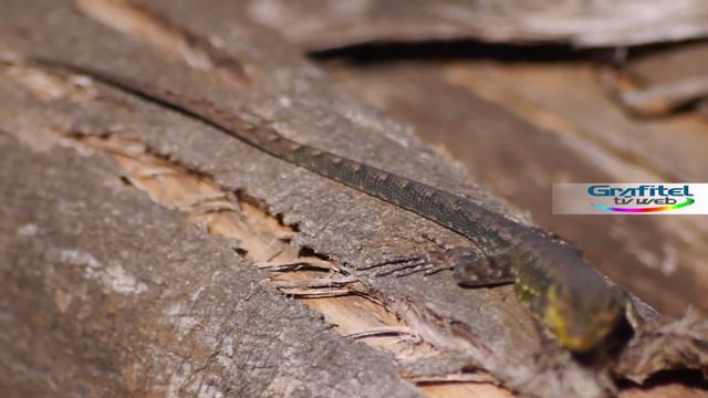 Lagartija Chilena смотреть онлайн
