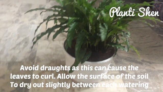 Calathea Rifurbiba Green 💚🌱☘️🍀🌿🍃 смотреть онлайн