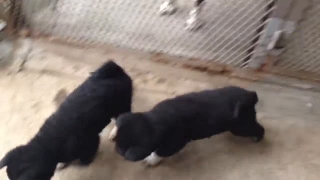 Yamabiko Shikoku Puppies смотреть онлайн
