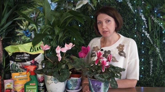 Цикламен правильный уход в домашних условиях ☘ смотреть онлайн