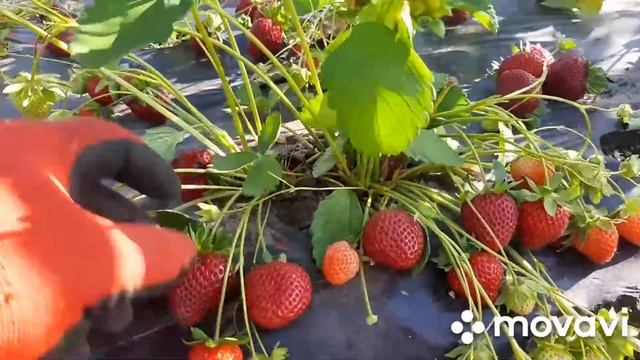 Клубника ФЛОРИДА БЬЮТИ - красота и вкуснота!