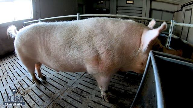 Allevamento di Suini | Azienda Agricola Elisa смотреть онлайн