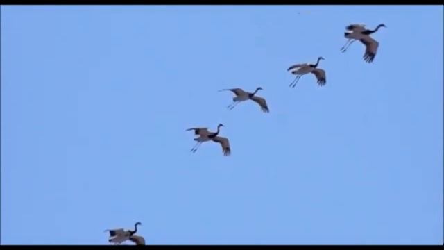 Ruben Matevosyan_Krunkner//Ռուբեն Մաթևոսյան_Կռունկներ