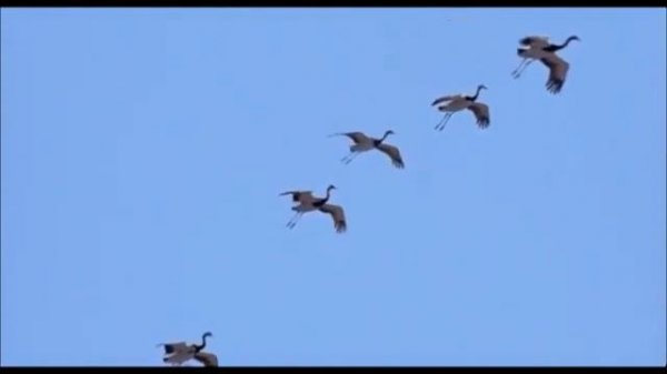 Ruben Matevosyan_Krunkner//Ռուբեն Մաթևոսյան_Կռունկներ