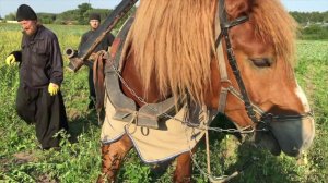 «Удар по чесноку», или на поле братья собирали…