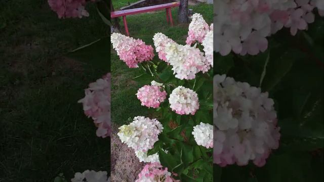 #garden #гортензия Фрайз Мельба смотреть онлайн