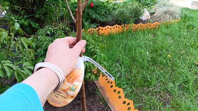 ПОСАДИЛА ШАРАФУГУ