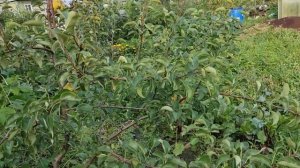 Груша кафедральная. Ленинградская область. 2021